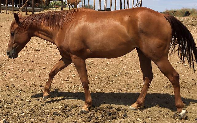 Rossmeer Miss Shotgun